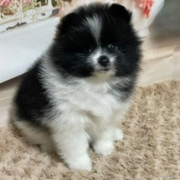 キャン・ライト 様のお迎えした子犬