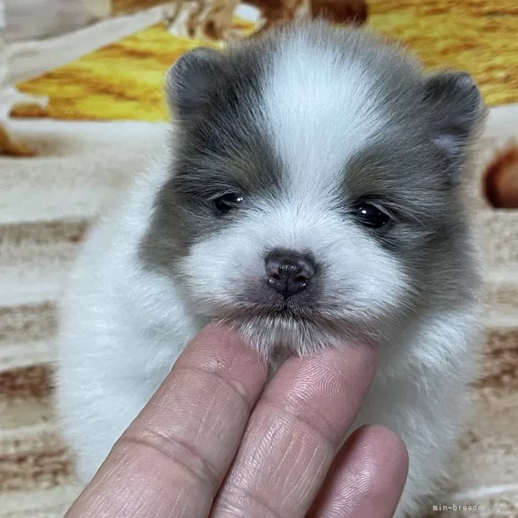 ID:2404-01589の子犬