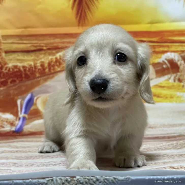 ID:2408-05698の子犬