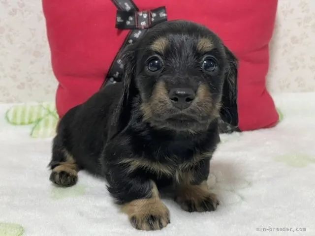 SN 様のお迎えした子犬