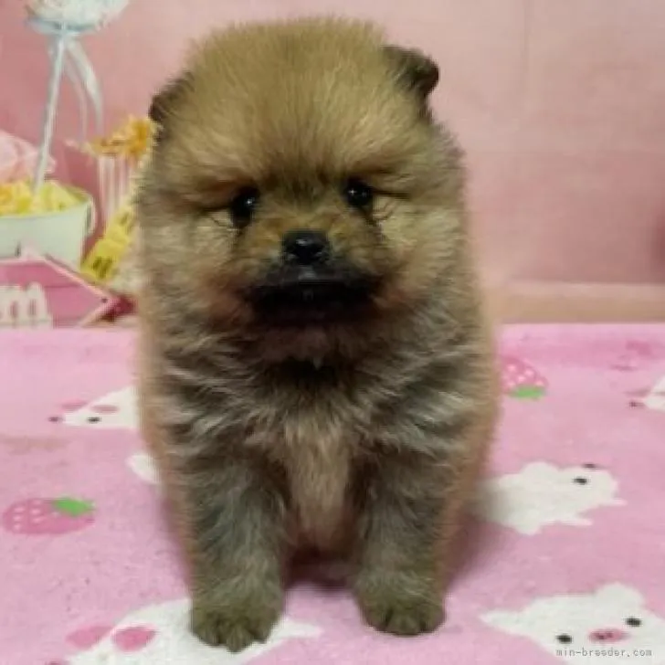 ID：2207-00628の子犬