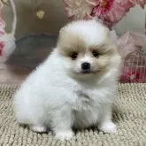 ポメラニアン【埼玉県・男の子・2023年10月22日・ホワイト&レッド】の写真1「11/30撮影」
