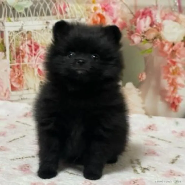 T.S 様のお迎えした子犬