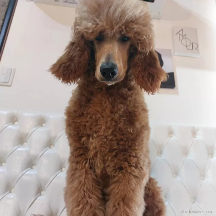 ID:2412-07168の子犬
