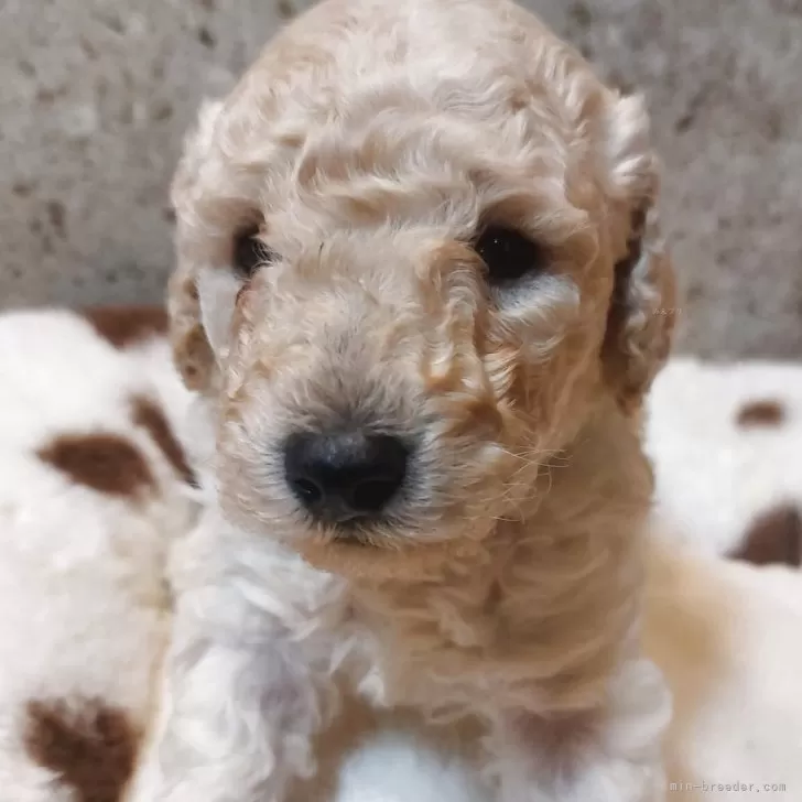 ID:2504-01768の子犬