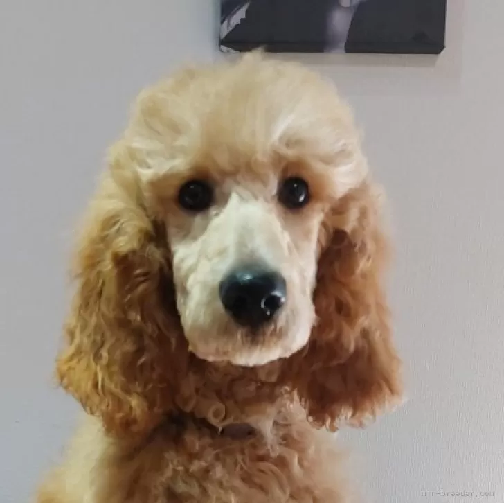 ID:2412-07172の子犬