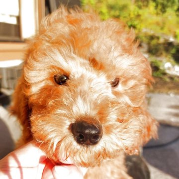 スタンダードプードル【栃木県・男の子・2025年7月26日・レッドフォーン】の写真「すごく小さな男の子」