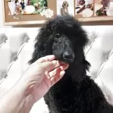 ミディアムプードル