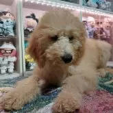 スタンダードプードル