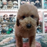 ミディアムプードル