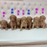 スタンダードプードル【栃木県・男の子・2025年2月3日・レッドフォーン】の写真6