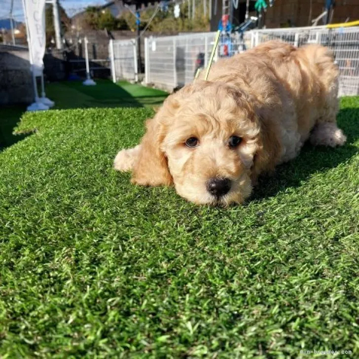 ID:2212-02126の子犬