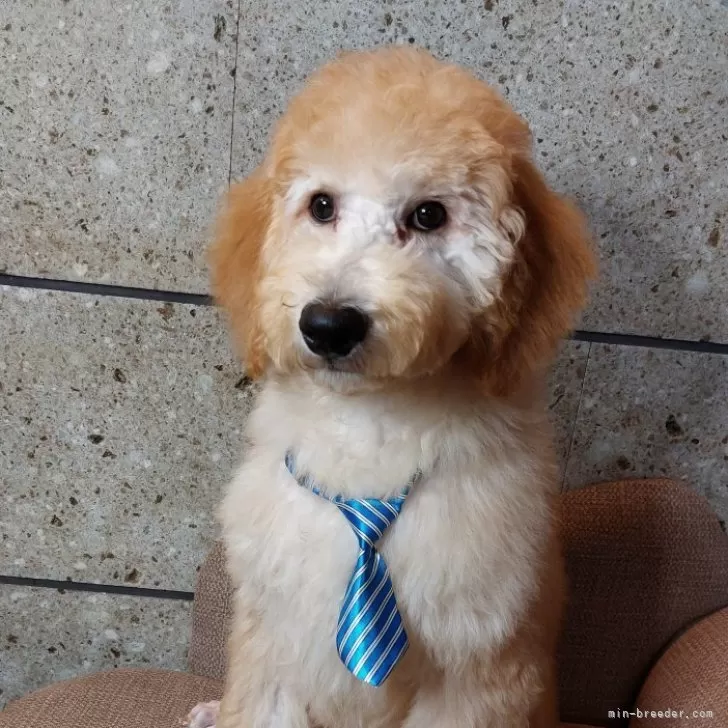 ID：2402-06351の子犬