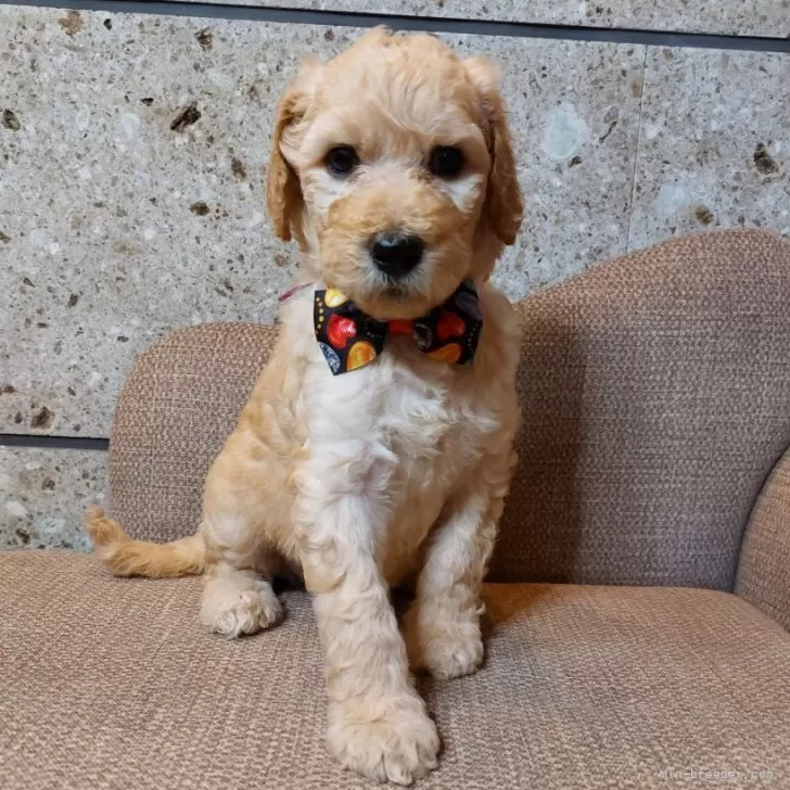 sally 様のお迎えした子犬