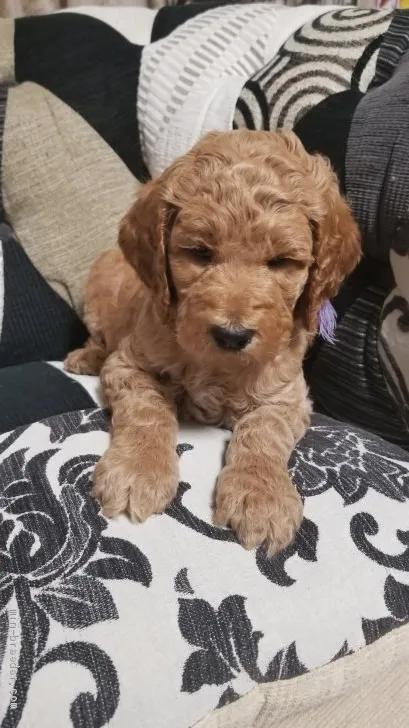 ID:2004-01510の子犬