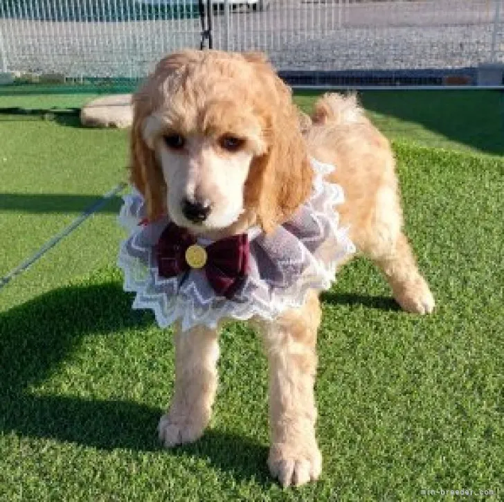 ID:2212-02120の子犬