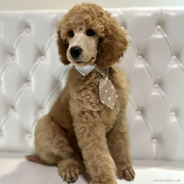 ID:2307-00640の子犬