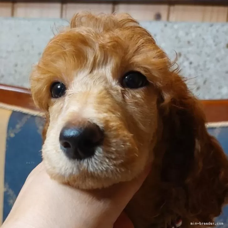 ID：2403-00391の子犬