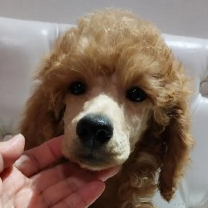 ID:2308-05073の子犬