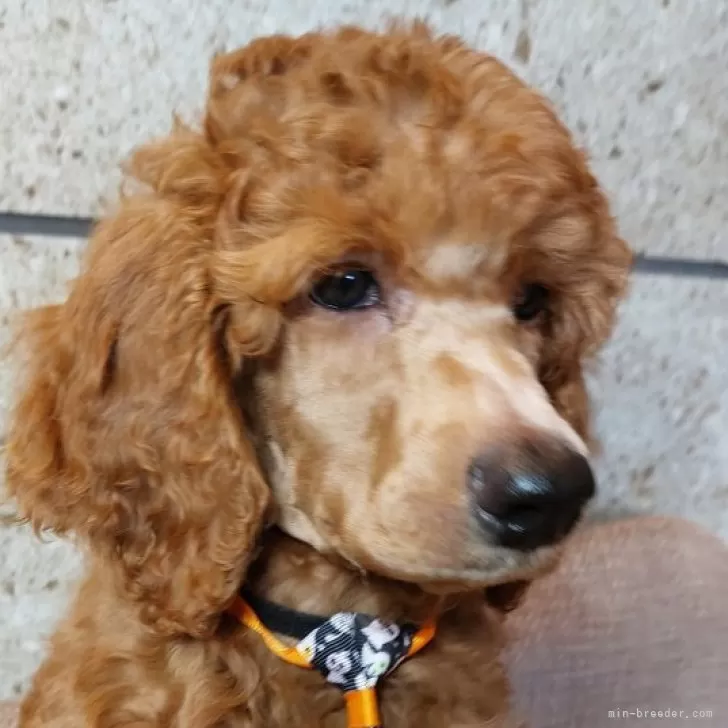 ID:2409-04677の子犬