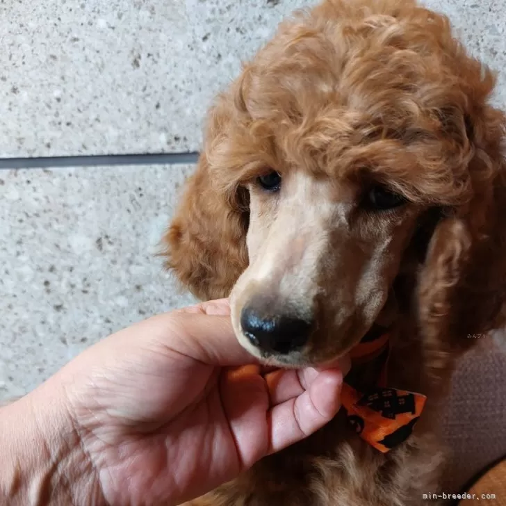 ID:2409-04678の子犬