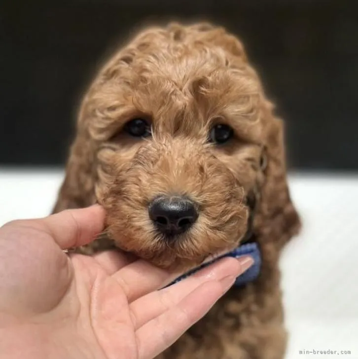 ID:2208-00902の子犬