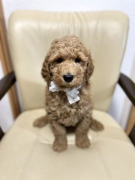 スタンダードプードル【栃木県・男の子・2022年2月13日・オレンジフォーン(アプリ)】の写真「やんちゃな男の子」