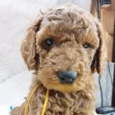 スタンダードプードル【栃木県・女の子・2024年8月14日・レッドフォーン】の写真5