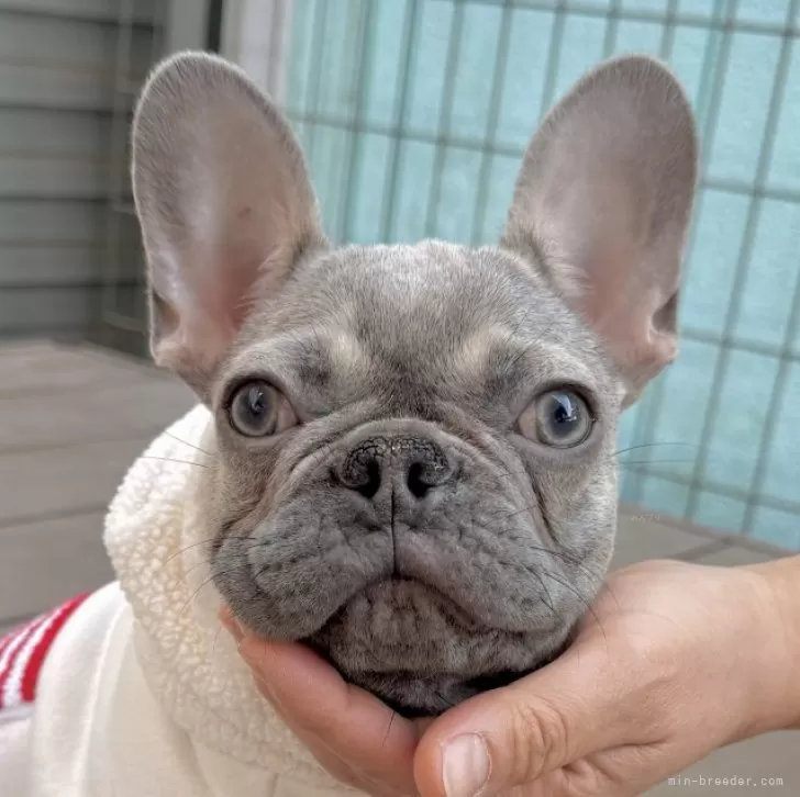 ID:2501-06462の子犬