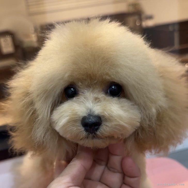 ブリーダー画像