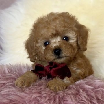 トイプードル(トイ)【長野県・男の子・2025年10月21日・アプリコット】の写真「愛嬌抜群💕」