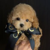 トイプードル(タイニー)