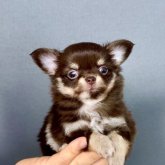チワワ(ロング)