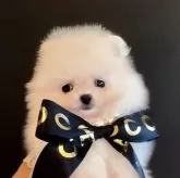 ポメラニアン