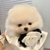 ポメラニアン