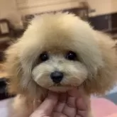 タイニープードル