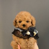 トイプードル(タイニー)