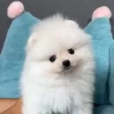 ポメラニアン【長野県・男の子・2025年6月24日・ホワイト】の写真2