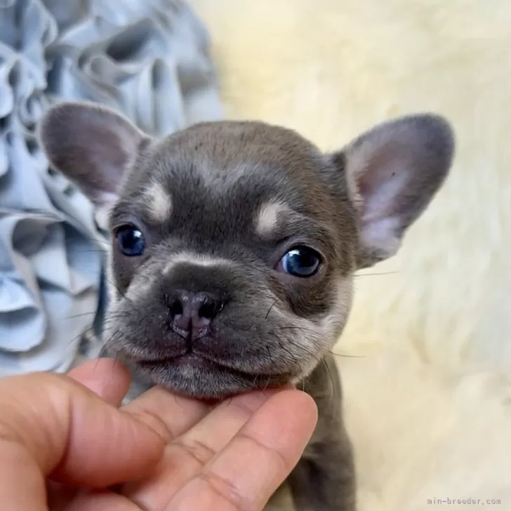 ID:2409-02186の子犬