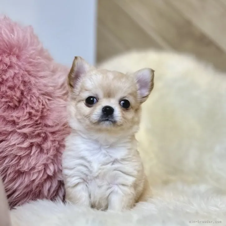 ID:2301-03984の子犬