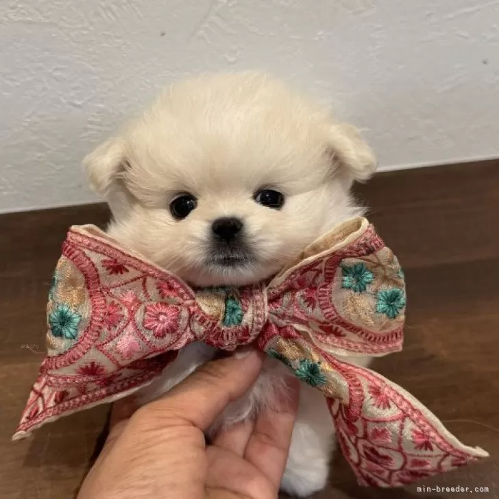 いちご 様のお迎えした子犬