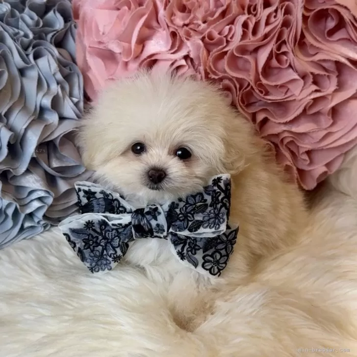 かんた 様のお迎えした子犬