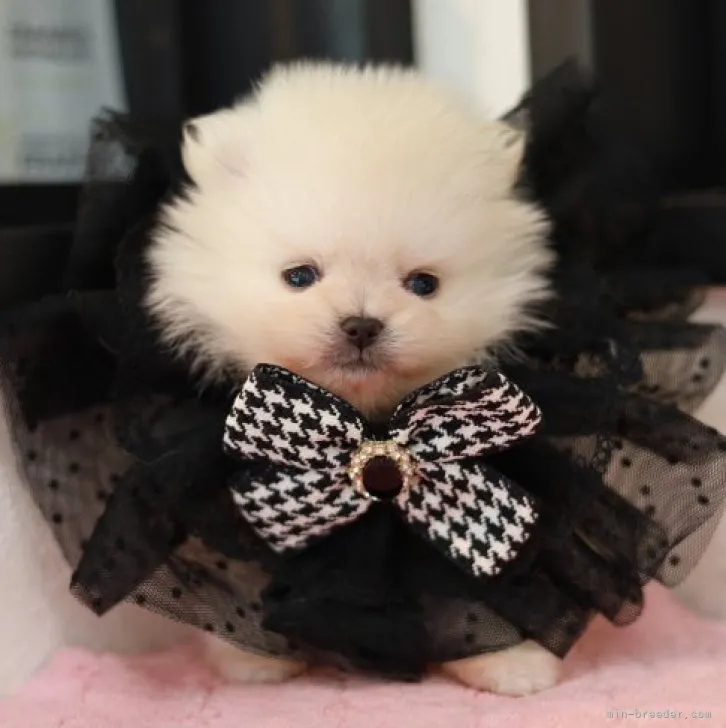 ID：2303-02324の子犬