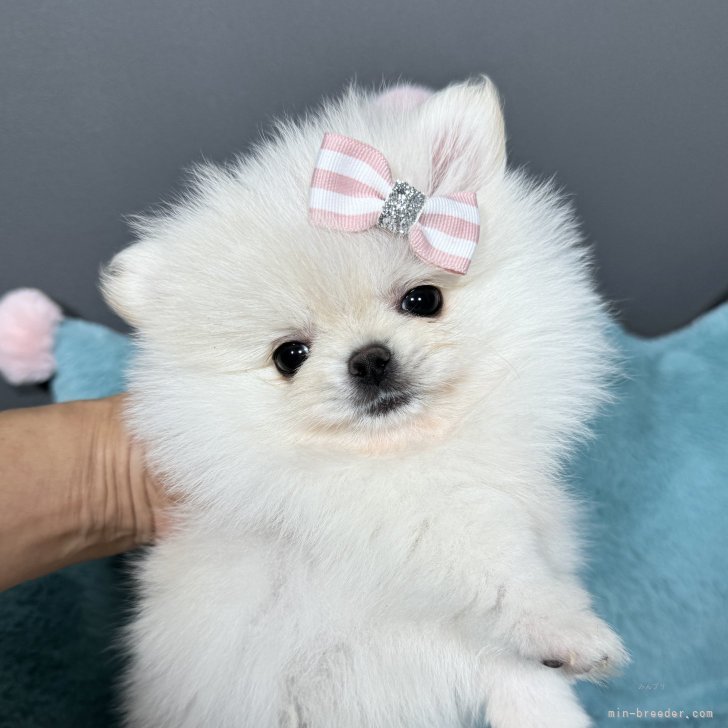 dog_img_1_ba3750be73b6.jpg