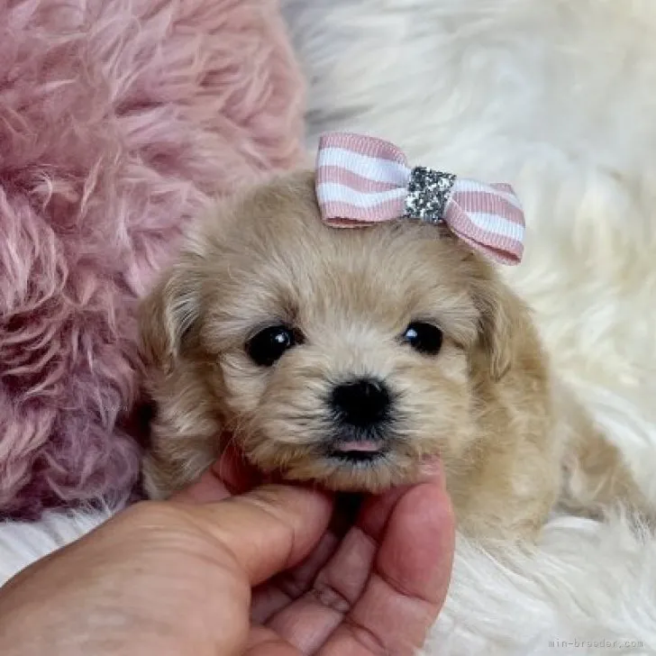 ID:2311-02343の子犬