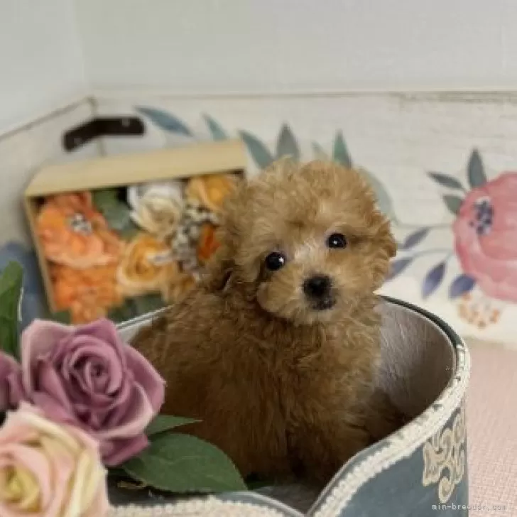 ちゃっぴぃ 様のお迎えした子犬