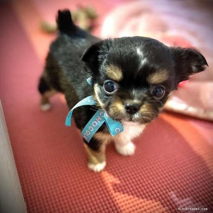 ID：2206-00859の子犬