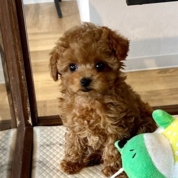 トイプードル(ティーカップ)【長野県・女の子・2023年1月15日・レッド】の写真「見てるだけで癒される可愛さ💕」