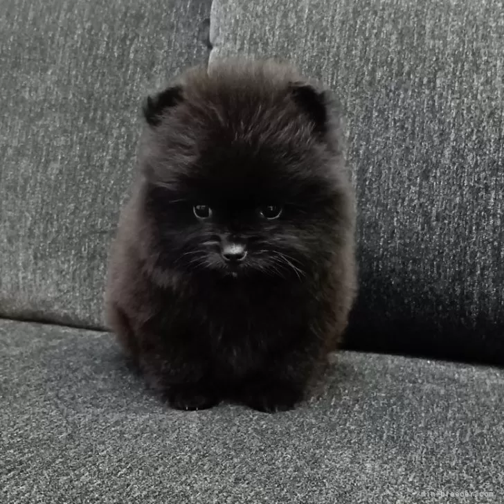 S.H 様のお迎えした子犬