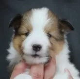 シェットランドシープドッグ